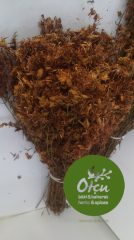 Sarı Kantaron Otu Bağ Adedi