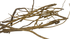 Otçu® Çin Geveni (Astragalus) Geven Otu 100 gr