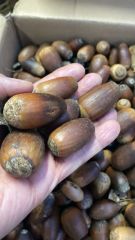 Meşe Palamudu İri 100g