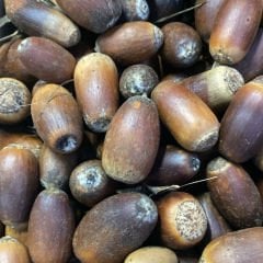 Meşe Palamudu İri 100g
