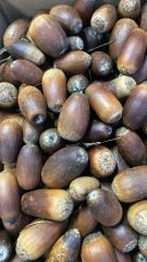 Meşe Palamudu İri 100g