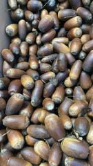 Meşe Palamudu İri 100g