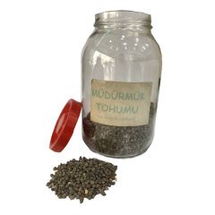Müdürmük Tohumu