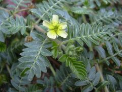 Çoban Çökerten -  Tribulus Terrestris 50 g